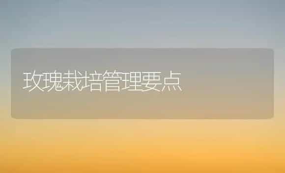 玫瑰栽培管理要点 | 植物科普
