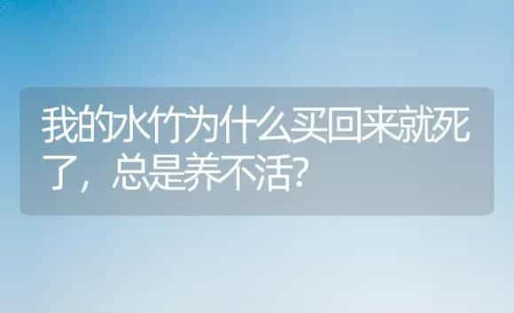 我的水竹为什么买回来就死了，总是养不活？ | 植物问答