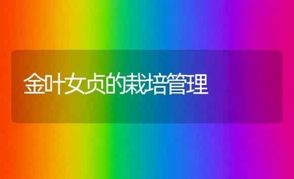 金叶女贞的栽培管理 | 植物科普