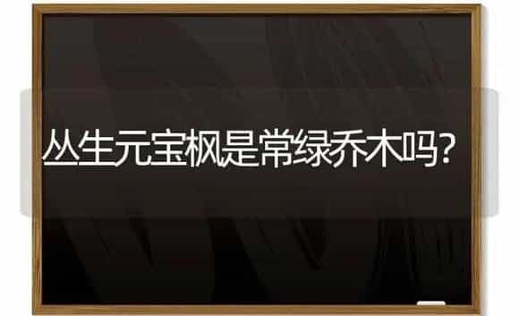 丛生元宝枫是常绿乔木吗？ | 植物问答