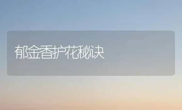 郁金香护花秘诀 | 植物科普