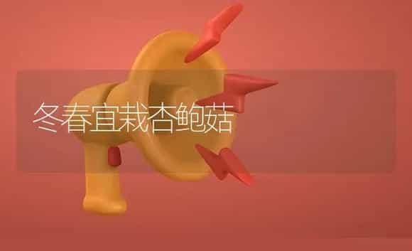 冬春宜栽杏鲍菇 | 植物资料