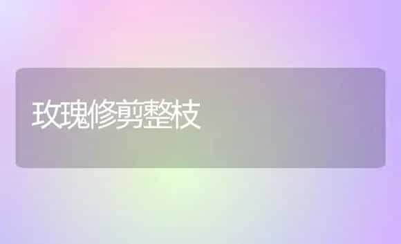 玫瑰修剪整枝 | 植物科普