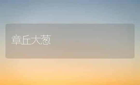章丘大葱 | 植物科普