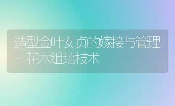 造型金叶女贞的嫁接与管理-花木组培技术 | 植物科普