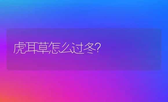 虎耳草怎么过冬？ | 植物问答