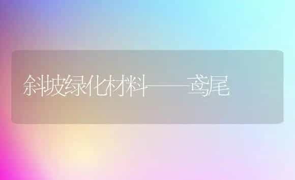 斜坡绿化材料——鸢尾 | 植物科普