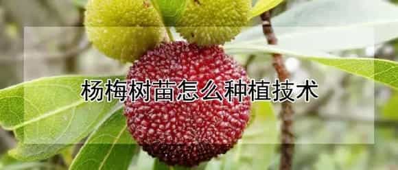 杨梅树苗怎么种植技术