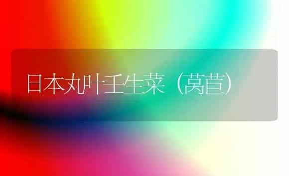 日本丸叶壬生菜（莴苣） | 植物科普