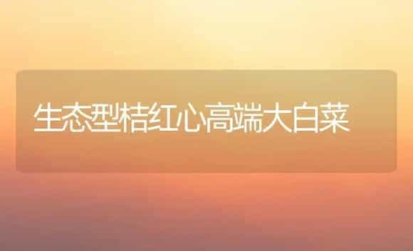 生态型桔红心高端大白菜 | 植物科普