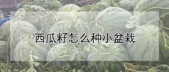 西瓜籽怎么种小盆栽