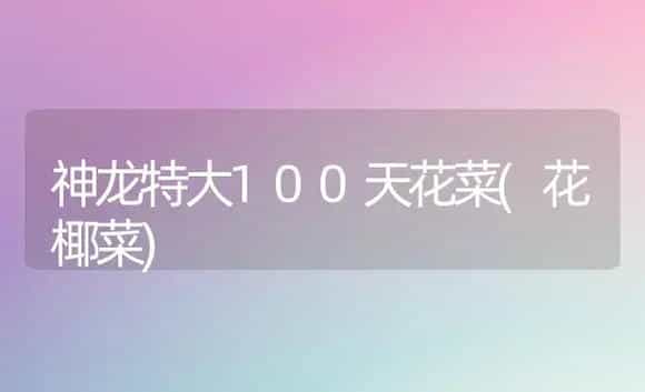 神龙特大100天花菜(花椰菜) | 植物科普