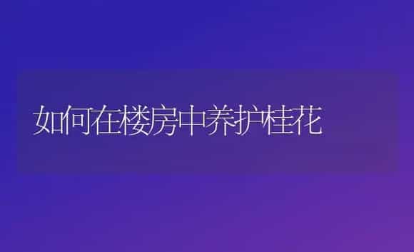 如何在楼房中养护桂花 | 植物科普