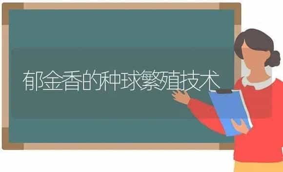 郁金香的种球繁殖技术 | 植物科普