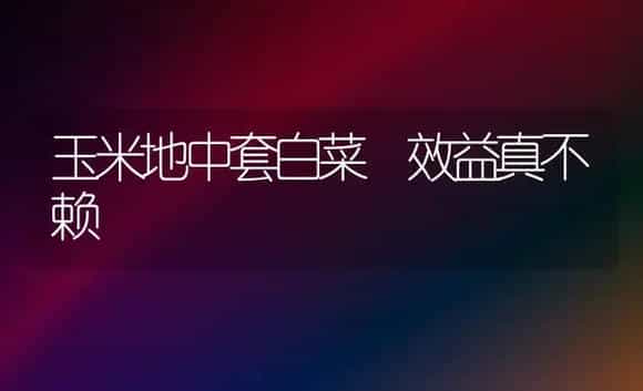 玉米地中套白菜 效益真不赖 | 植物科普