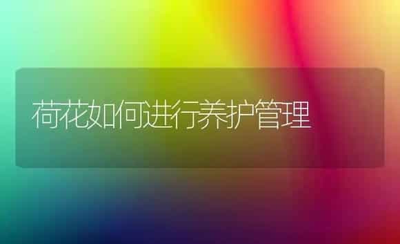 荷花如何进行养护管理 | 植物科普