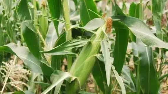 种植玉米选择一穴单株还是一穴双株？