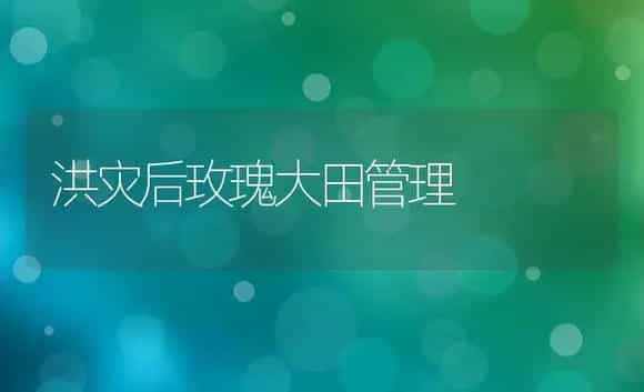 洪灾后玫瑰大田管理 | 植物科普