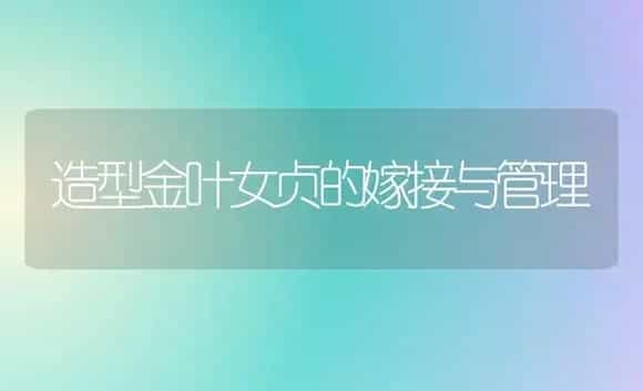 造型金叶女贞的嫁接与管理 | 植物科普