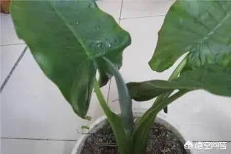 滴水观音用什么土养好呢?