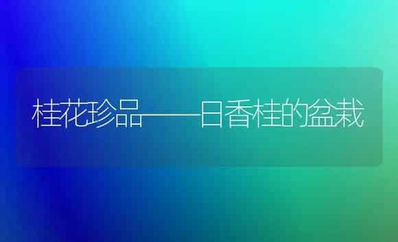 桂花珍品——日香桂的盆栽 | 植物科普