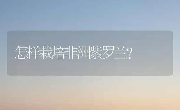 怎样栽培非洲紫罗兰？ | 植物知识