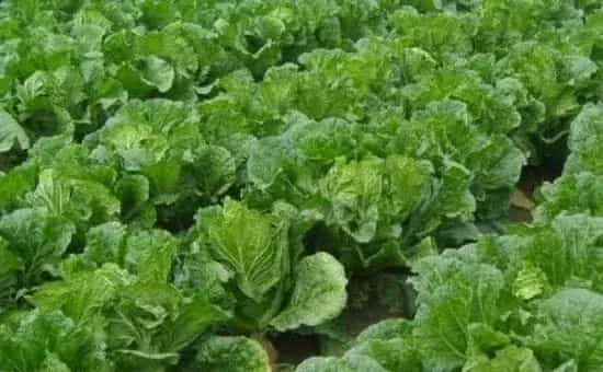 大白菜菜螟的为害特点及防治方法