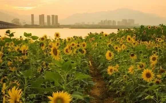 向日葵如何防治倒伏？出现了怎么办