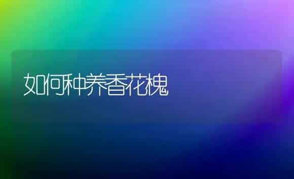 如何种养香花槐 | 植物科普