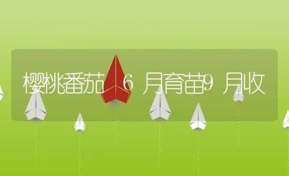 樱桃番茄 6月育苗9月收 | 植物资料