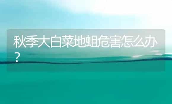 秋季大白菜地蛆危害怎么办？ | 植物科普