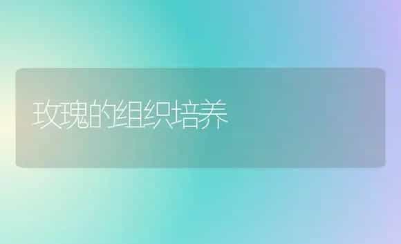 玫瑰的组织培养 | 植物科普