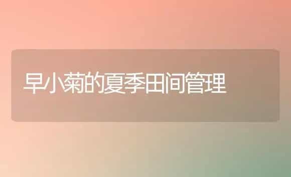 早小菊的夏季田间管理（图） | 植物知识