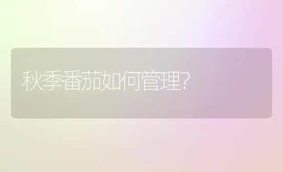秋季番茄如何管理？ | 植物科普