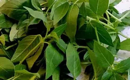 荆芥种植条件，土壤、温度、光照、水分缺一不可