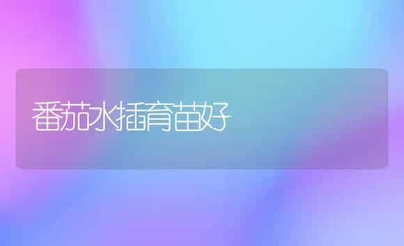 番茄水插育苗好 | 植物科普