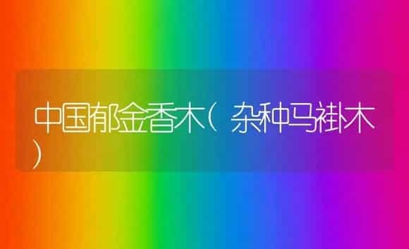 中国郁金香木(杂种马褂木) | 植物科普