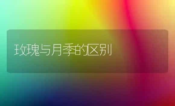 玫瑰与月季的区别 | 植物科普