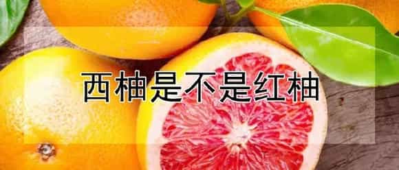 西柚是不是红柚