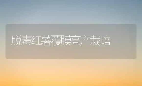 脱毒红薯覆膜高产栽培 | 植物百科