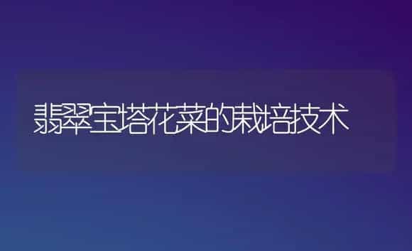 翡翠宝塔花菜的栽培技术 | 植物科普