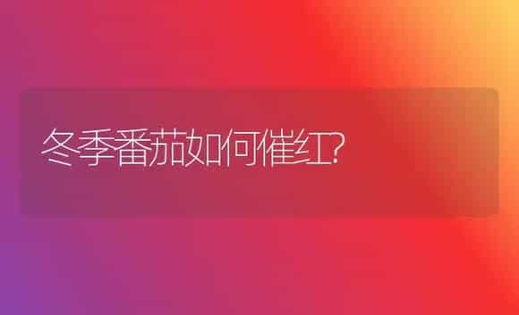 冬季番茄如何催红? | 植物科普