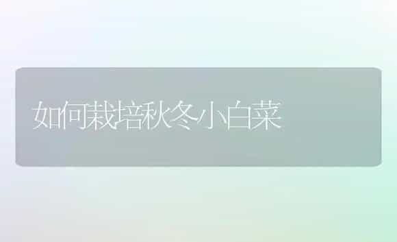 如何栽培秋冬小白菜 | 植物科普