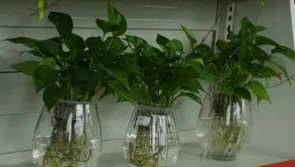 水培绿萝多久换一次水 水培绿萝水发臭怎么办