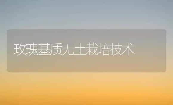 玫瑰基质无土栽培技术 | 植物科普