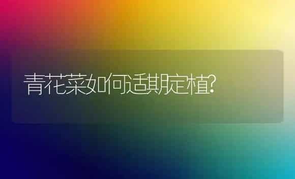 青花菜如何适期定植? | 植物科普