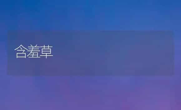 含羞草 | 植物科普
