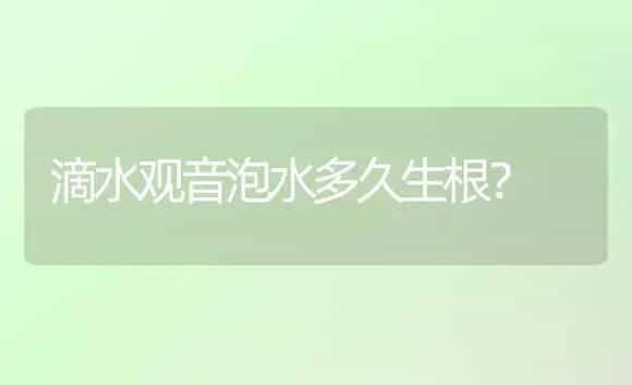 滴水观音泡水多久生根？ | 植物问答