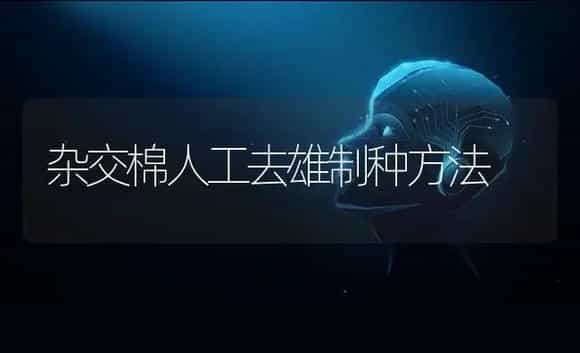 保健番茄新品种“黑珍珠” | 植物科普