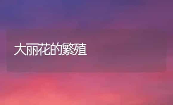 大丽花的繁殖 | 植物科普